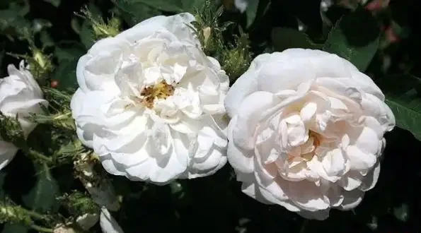 十種世界上最美的玫瑰花,有你喜歡的嗎?