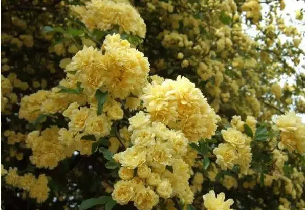十種世界上最美的玫瑰花,有你喜歡的嗎?