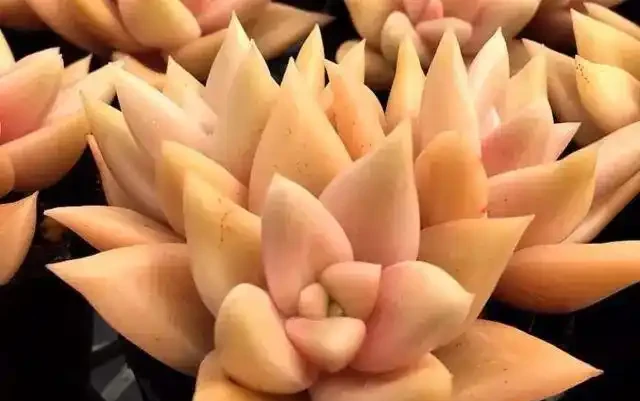 多肉葉子突然掉了一地?不要急,這些事情要了解