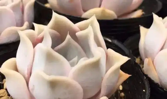 多肉葉子突然掉了一地?不要急,這些事情要了解