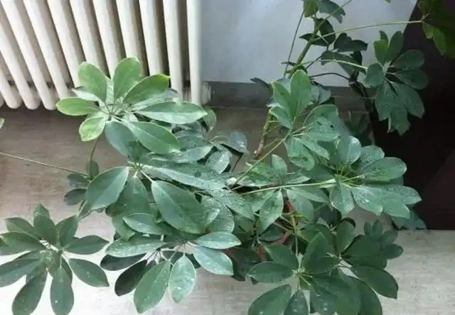 寓意「招財」的2種樹,在家插枝「2盆」,容易成活,關鍵好看!