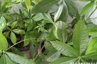 寓意「招財」的2種樹，在家插枝「2盆」，容易成活，關鍵好看！