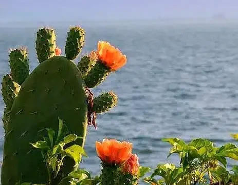 讓仙人掌開花並不難,2個條件滿足它,又開花又結果,滿滿成就感