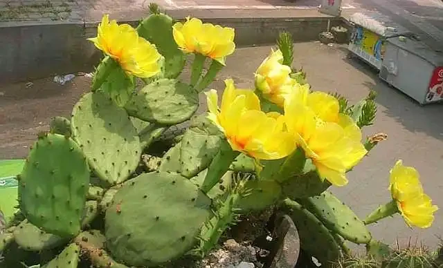 讓仙人掌開花並不難,2個條件滿足它,又開花又結果,滿滿成就感