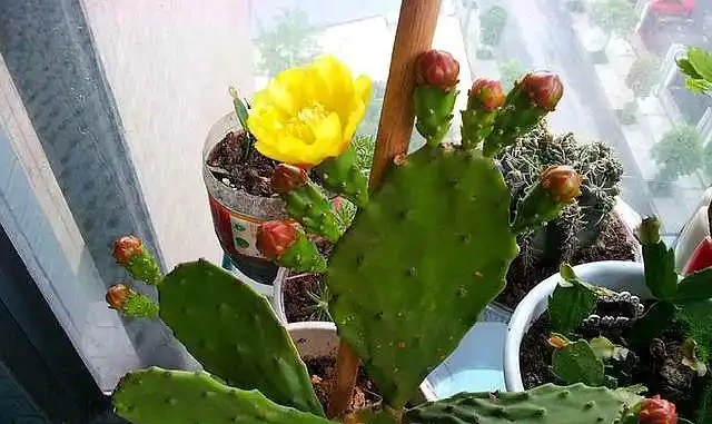 讓仙人掌開花並不難，2個條件滿足它，又開花又結果，滿滿成就感