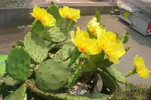 讓仙人掌開花並不難，2個條件滿足它，又開花又結果，滿滿成就感