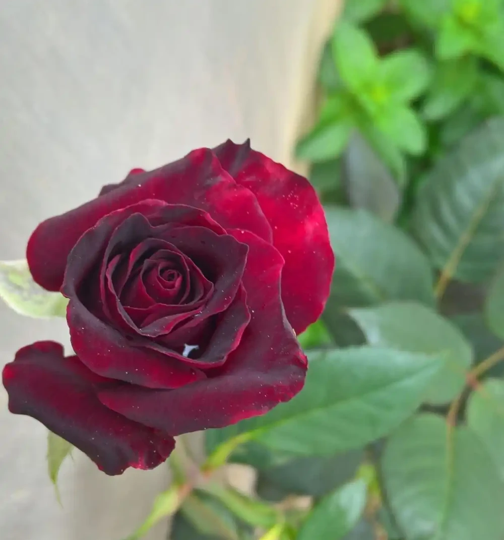 玫瑰花在開花期能施肥嗎?玫瑰花全年施肥特點