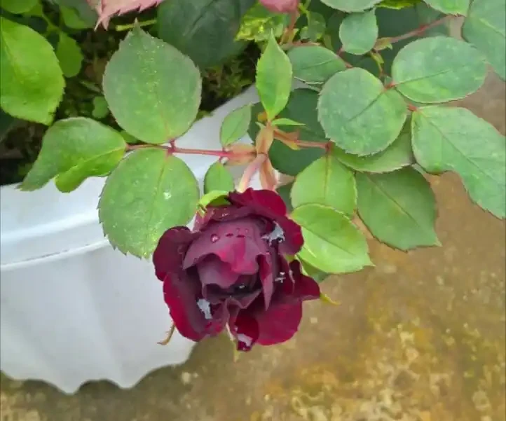 玫瑰花在開花期能施肥嗎?玫瑰花全年施肥特點