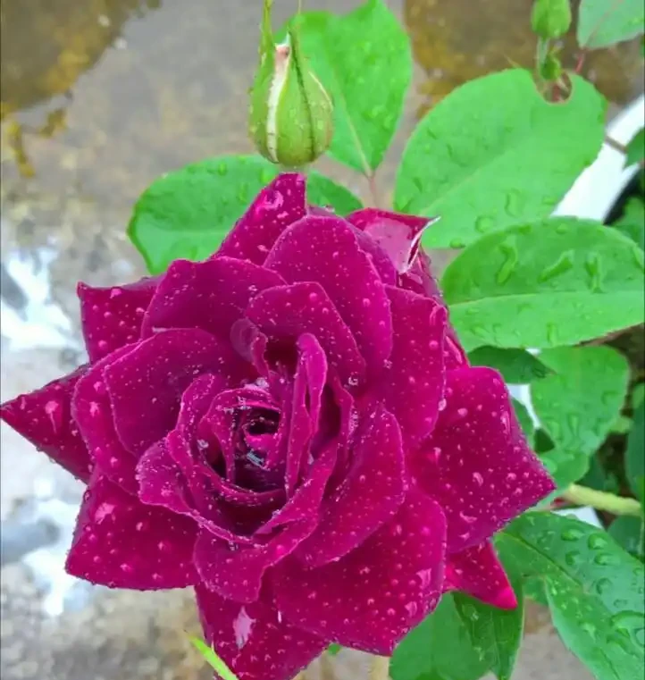 玫瑰花在開花期能施肥嗎?玫瑰花全年施肥特點