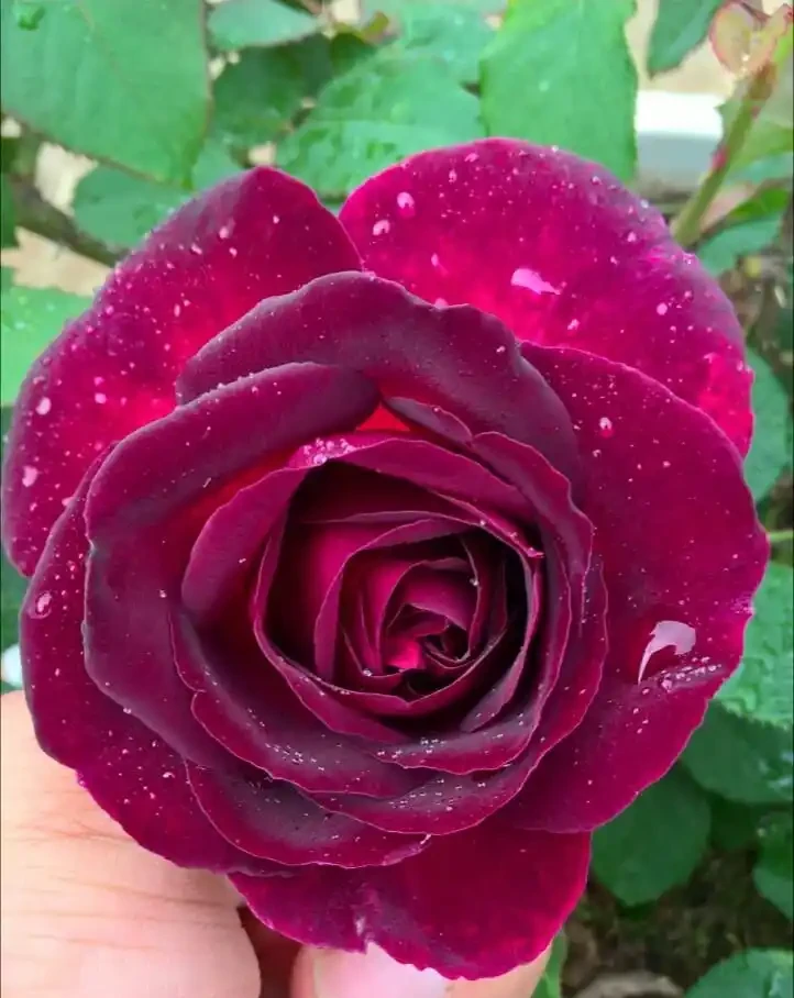 玫瑰花在開花期能施肥嗎?玫瑰花全年施肥特點