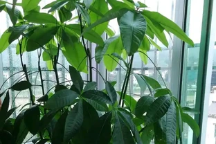 養發財樹，這樣一「修剪」，嫩葉呼呼長，枝幹壯，養了10年還很旺