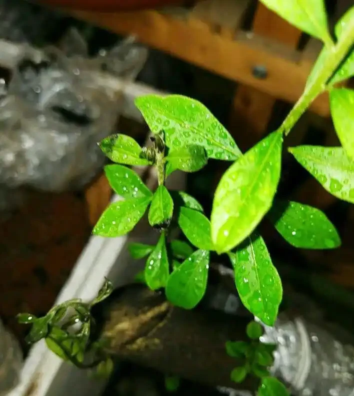 圖片來自網路