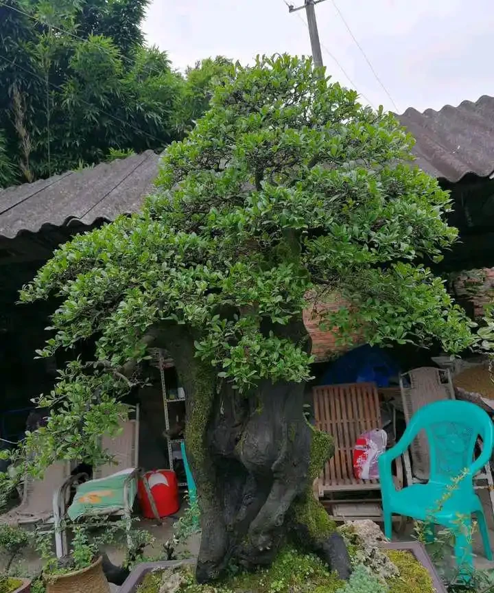 圖片來自網路