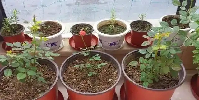 2周前,插枝的玫瑰長根了,移植注意「4點」,服介質快、長得旺