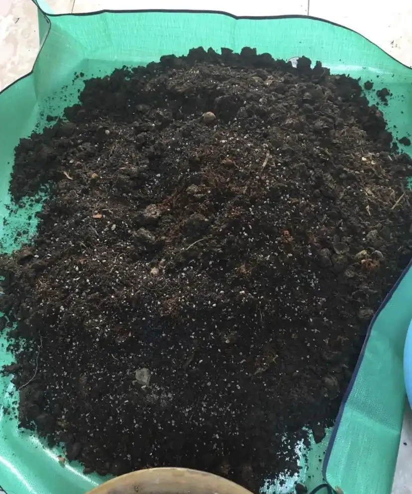 2周前,插枝的玫瑰長根了,移植注意「4點」,服介質快、長得旺