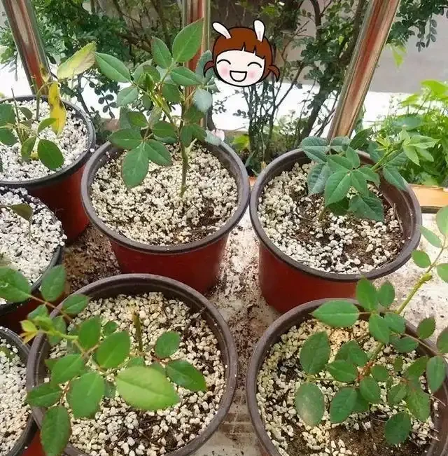 2周前,插枝的玫瑰長根了,移植注意「4點」,服介質快、長得旺
