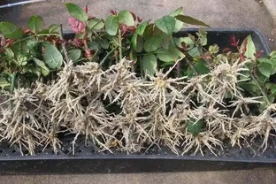 2周前，插枝的玫瑰長根了，移植注意「4點」，服介質快、長得旺
