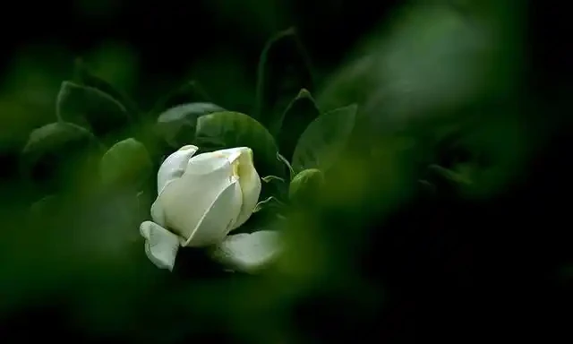 淘米水不發酵直接澆花,沒死反而長得旺,原來多做了一步