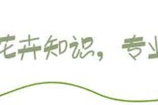 淘米水不發酵直接澆花，沒死反而長得旺，原來多做了一步