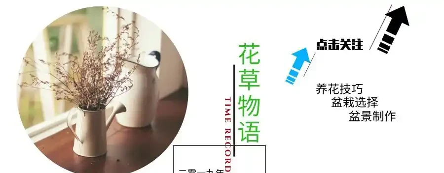 有「3種零食」發財樹很愛吃,15天「喂」1次,葉片油汪汪、枝幹壯