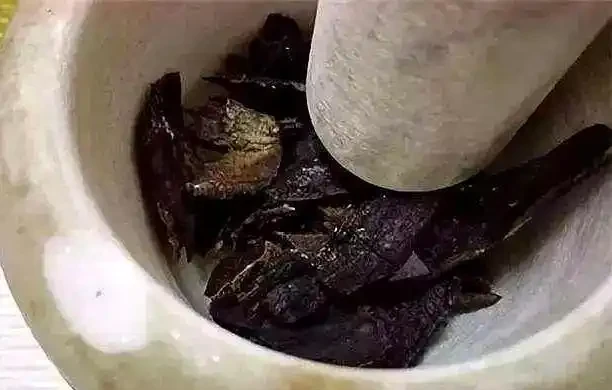 有「3種零食」發財樹很愛吃,15天「喂」1次,葉片油汪汪、枝幹壯