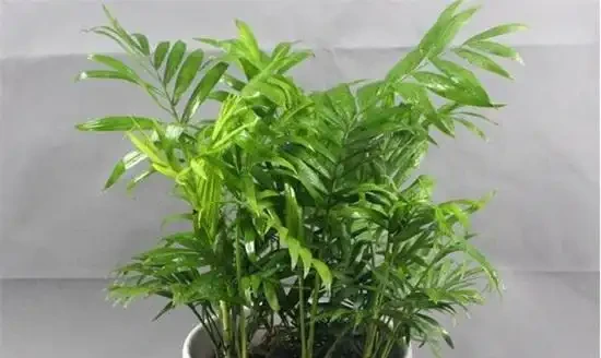 生活在黑暗中的,10種完全不需要陽光的植物