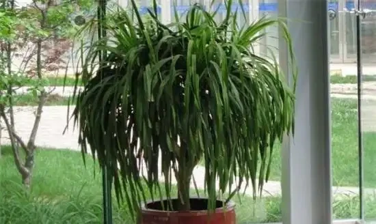 生活在黑暗中的,10種完全不需要陽光的植物