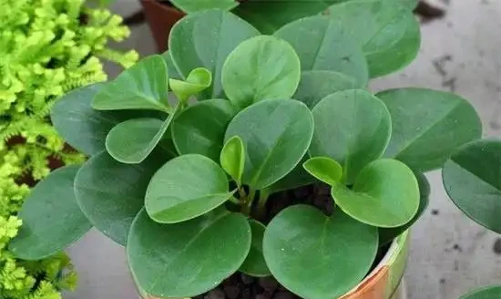 生活在黑暗中的,10種完全不需要陽光的植物