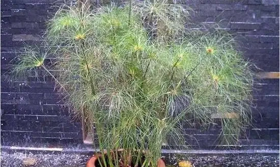 生活在黑暗中的,10種完全不需要陽光的植物