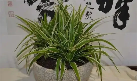 生活在黑暗中的,10種完全不需要陽光的植物