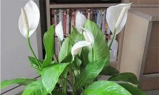 生活在黑暗中的,10種完全不需要陽光的植物