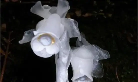 生活在黑暗中的,10種完全不需要陽光的植物
