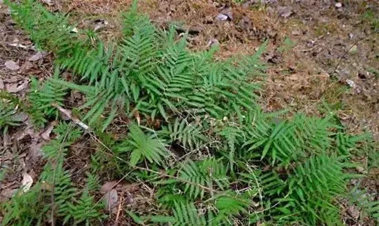 生活在黑暗中的,10種完全不需要陽光的植物