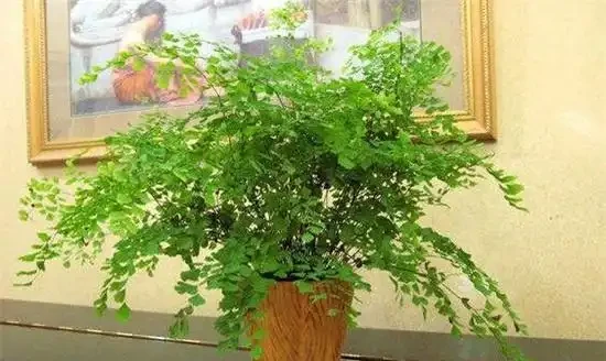 生活在黑暗中的,10種完全不需要陽光的植物