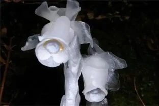 生活在黑暗中的，10種完全不需要陽光的植物