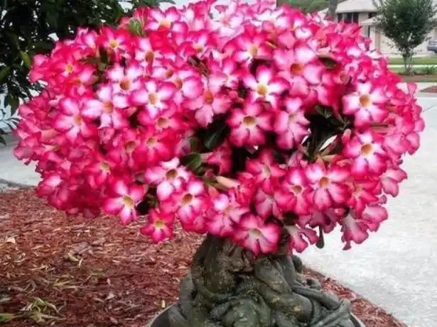 沙漠玫瑰配土,「講究」還挺多,注意這幾點,「大粗腿」上開滿花