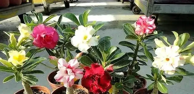 沙漠玫瑰配土,「講究」還挺多,注意這幾點,「大粗腿」上開滿花