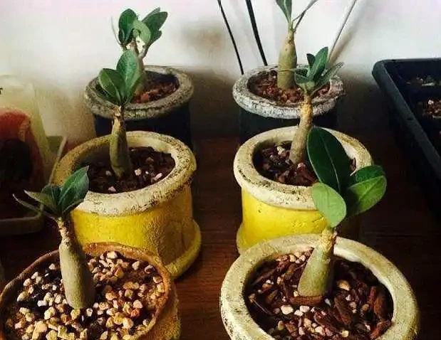 沙漠玫瑰配土,「講究」還挺多,注意這幾點,「大粗腿」上開滿花