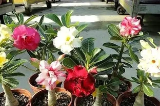 沙漠玫瑰配土，「講究」還挺多，注意這幾點，「大粗腿」上開滿花