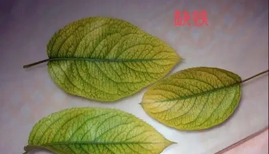 盆栽葉片發黃,不一定是缺氮磷鉀,還可能是這3種營養