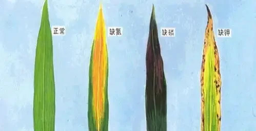 盆栽葉片發黃,不一定是缺氮磷鉀,還可能是這3種營養