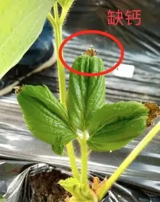 盆栽葉片發黃,不一定是缺氮磷鉀,還可能是這3種營養