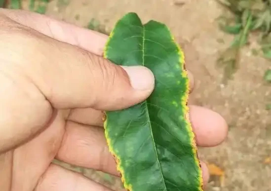 盆栽葉片發黃,不一定是缺氮磷鉀,還可能是這3種營養