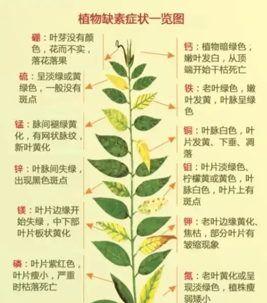 盆栽葉片發黃，不一定是缺氮磷鉀，還可能是這3種營養