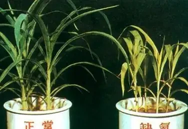 盆栽葉片發黃,不一定是缺氮磷鉀,還可能是這3種營養