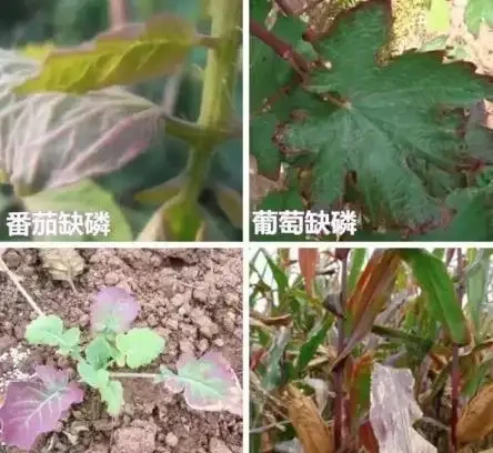 盆栽葉片發黃,不一定是缺氮磷鉀,還可能是這3種營養