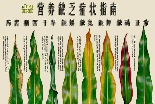 盆栽葉片發黃,不一定是缺氮磷鉀,還可能是這3種營養