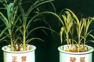 盆栽葉片發黃，不一定是缺氮磷鉀，還可能是這3種營養