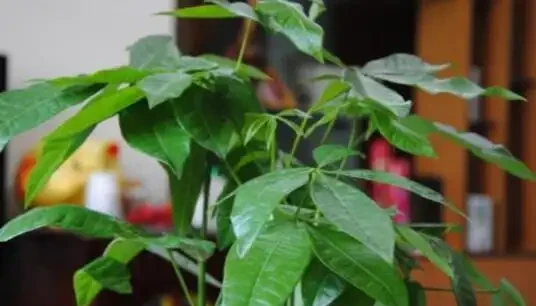 發財樹是個「小酒鬼」,熱天喝一碗,小芽出不停,還能開花結果