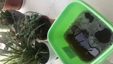 發財樹是個「小酒鬼」,熱天喝一碗,小芽出不停,還能開花結果